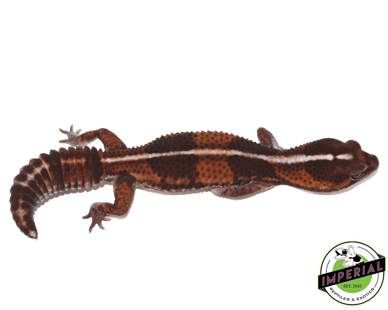 Striped 100% het. Amel ph Patternless African Fat Tail Gecko Adult Female - Image 2