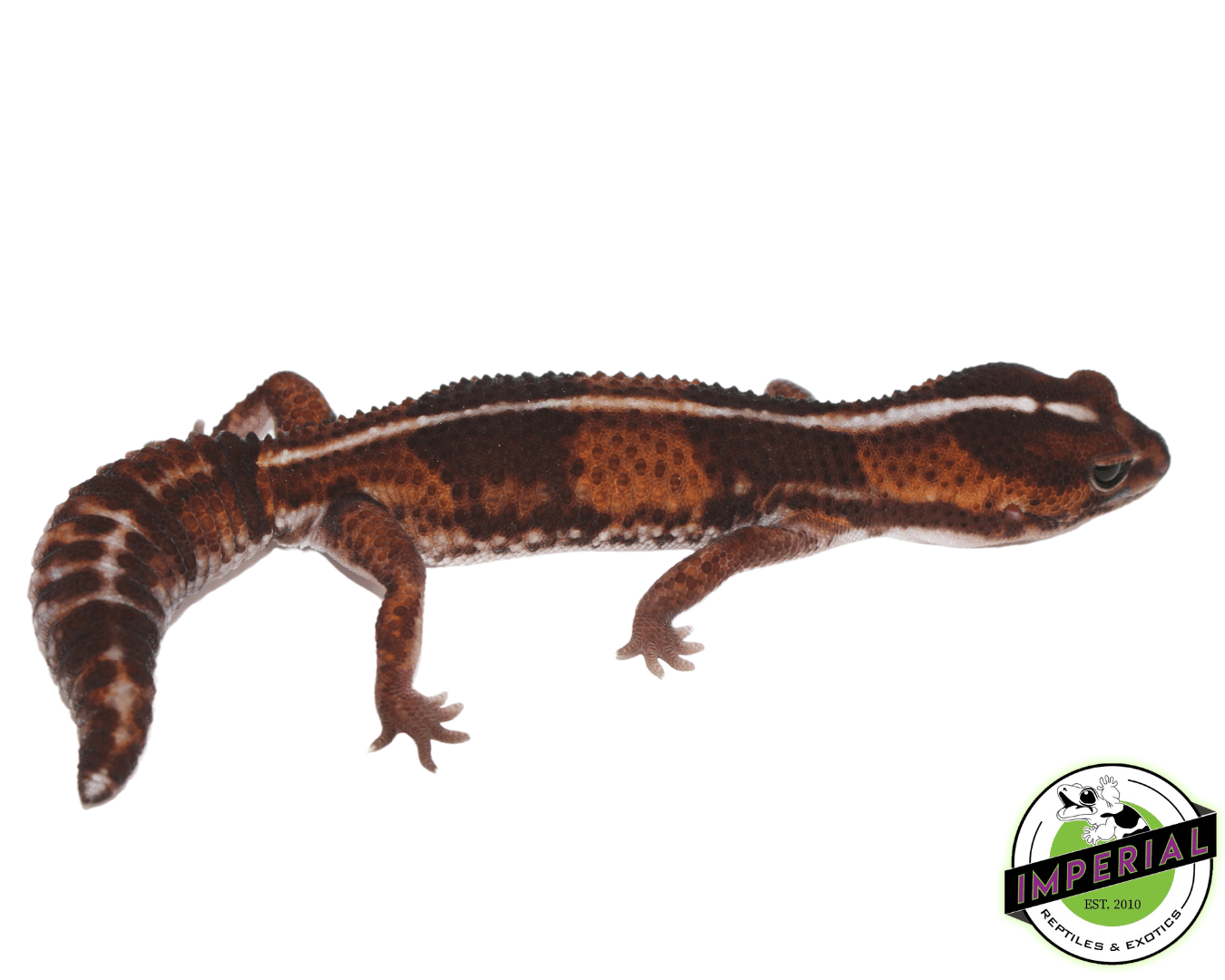 Striped 100% het. Amel ph Patternless African Fat Tail Gecko Adult Female