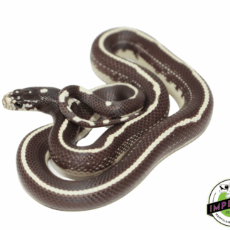 Hypo Striped California Kingsnake