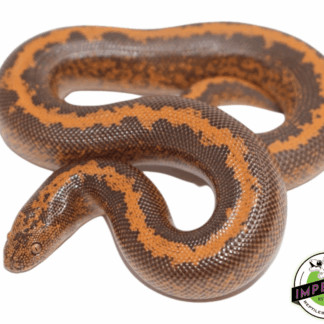 Stripe Kenyan Sand Boa Baby
