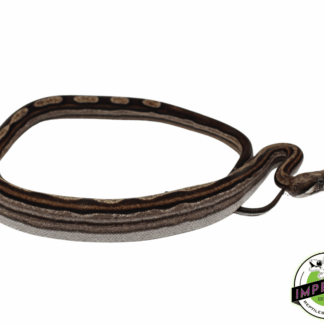 Striped Motley Colombian Boa Baby Male (#8323-04)