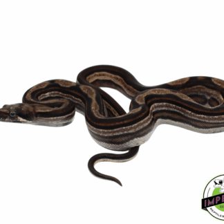 Striped Motley Colombian Boa Baby Male (#8323-05)