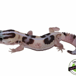 Striped Whiteout African Fat Tail Gecko Baby
