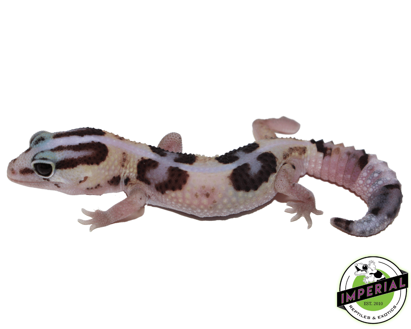Striped Whiteout African Fat Tail Gecko Baby
