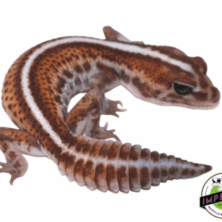 Striped Patternless African Fat Tail Gecko Female