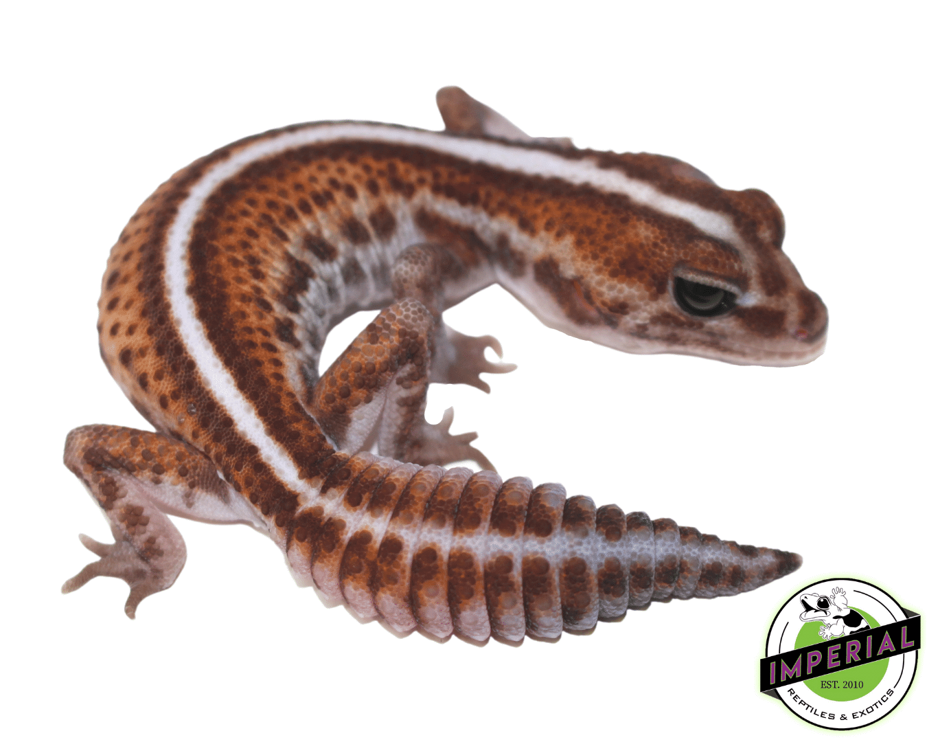 Striped Patternless African Fat Tail Gecko Female