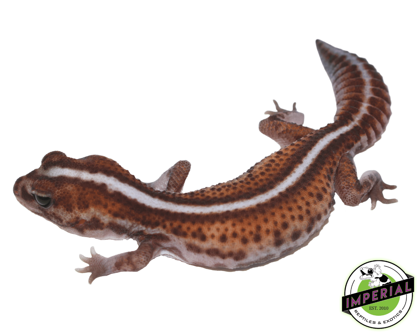 Striped Patternless African Fat Tail Gecko Female - Image 2