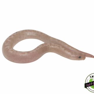 Striped Snow Kenyan Sand Boa Baby