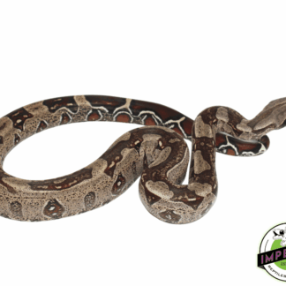 Suriname Red Tail Boa "Striped'