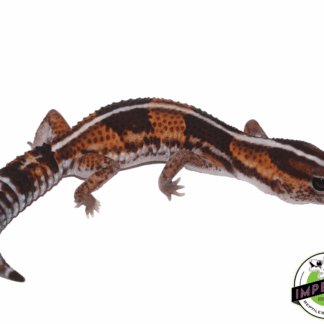 Striped Tangerine het Amel African Fat Tail Gecko Female