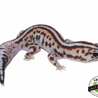 Stripe Whiteout Patternless African Fat Tail Gecko Female