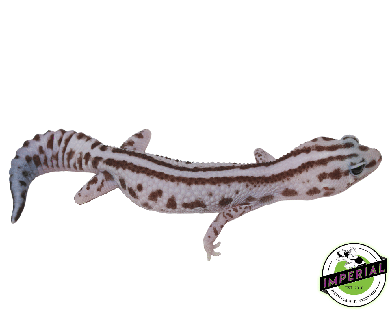 Stripe Whiteout Oreo Patternless African Fat Tail Gecko Female - Image 2