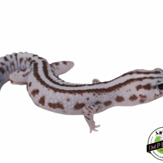 Stripe Whiteout Oreo Patternless African Fat Tail Gecko Female
