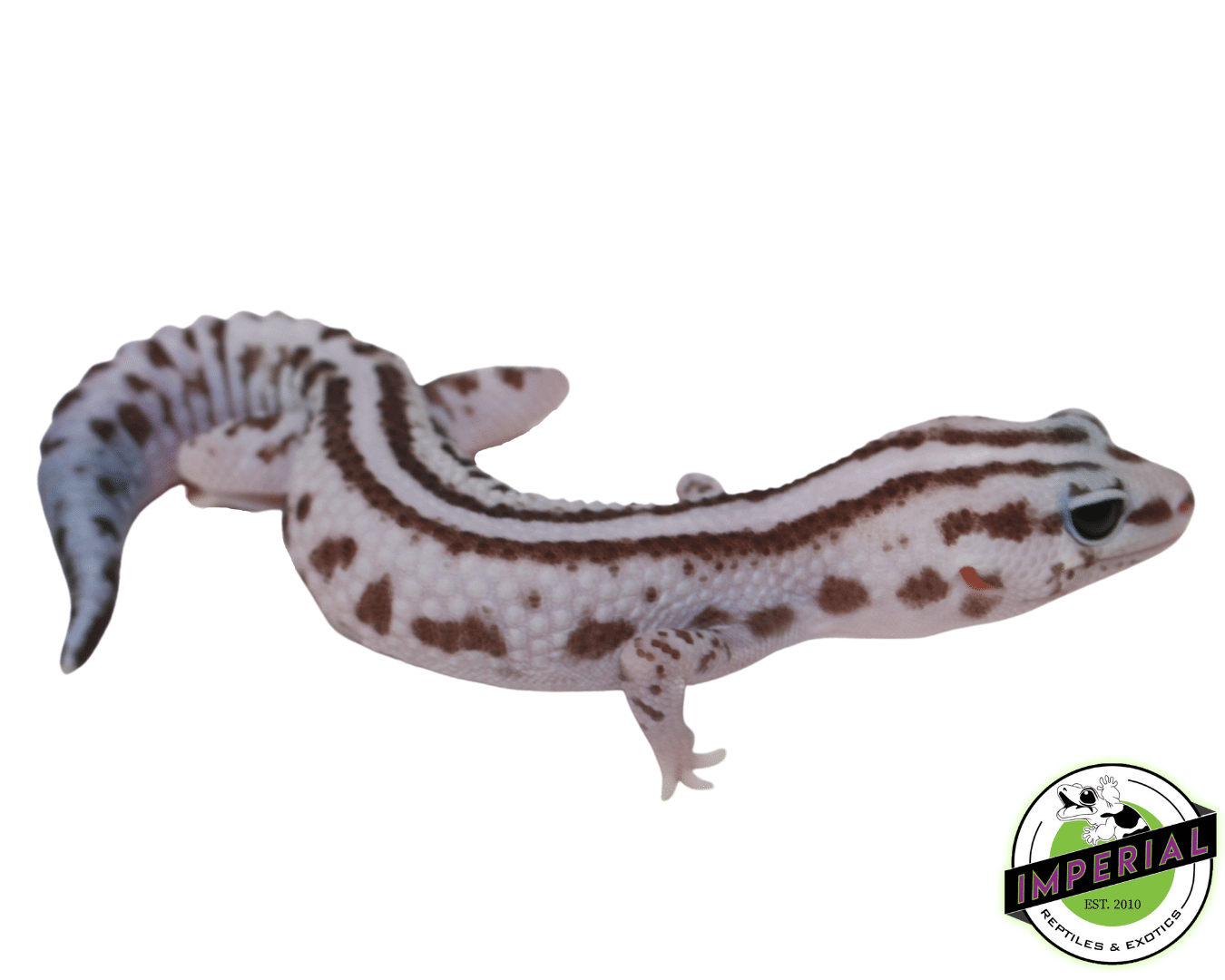 Stripe Whiteout Oreo Patternless African Fat Tail Gecko Female