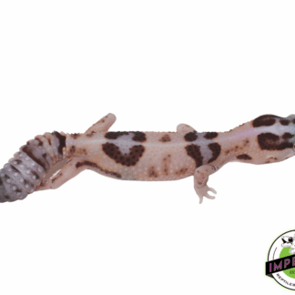 Striped Whiteout ph Amel Oreo African Fat Tail Gecko