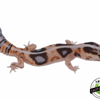 Striped Whiteout ph Amel Patternless African Fat Tail Gecko