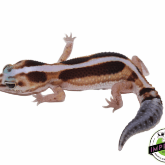 Striped Zulu African Fat Tail Gecko Female