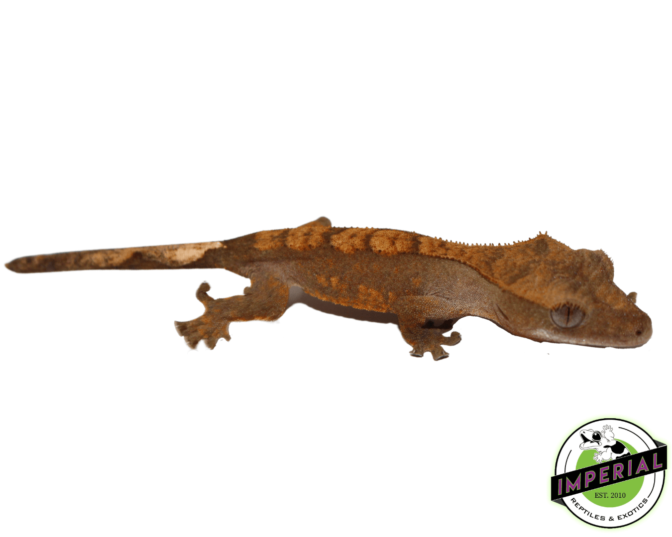 Baby Nip-Tail Premium Crested Geckos - Image 2