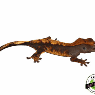 Baby Nip-Tail Premium Crested Geckos