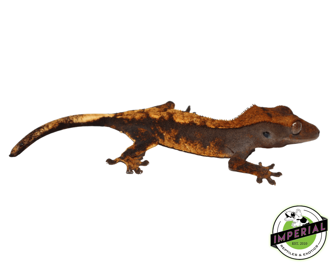 Baby Nip-Tail Premium Crested Geckos