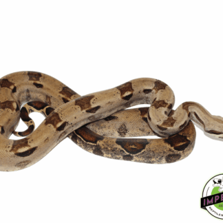 Colombian Red Tail Boa