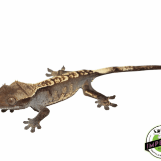 Crested Gecko Young Adult Female