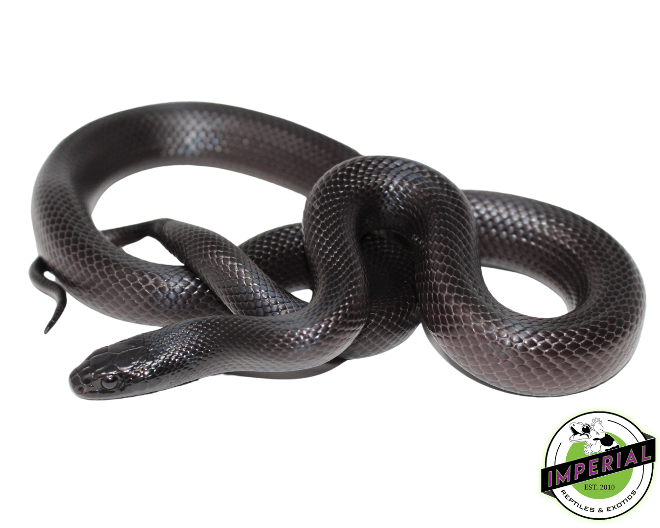 Mexican Black Kingsnake Young Adult - Image 2
