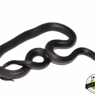 Mexican Black Kingsnake Young Adult