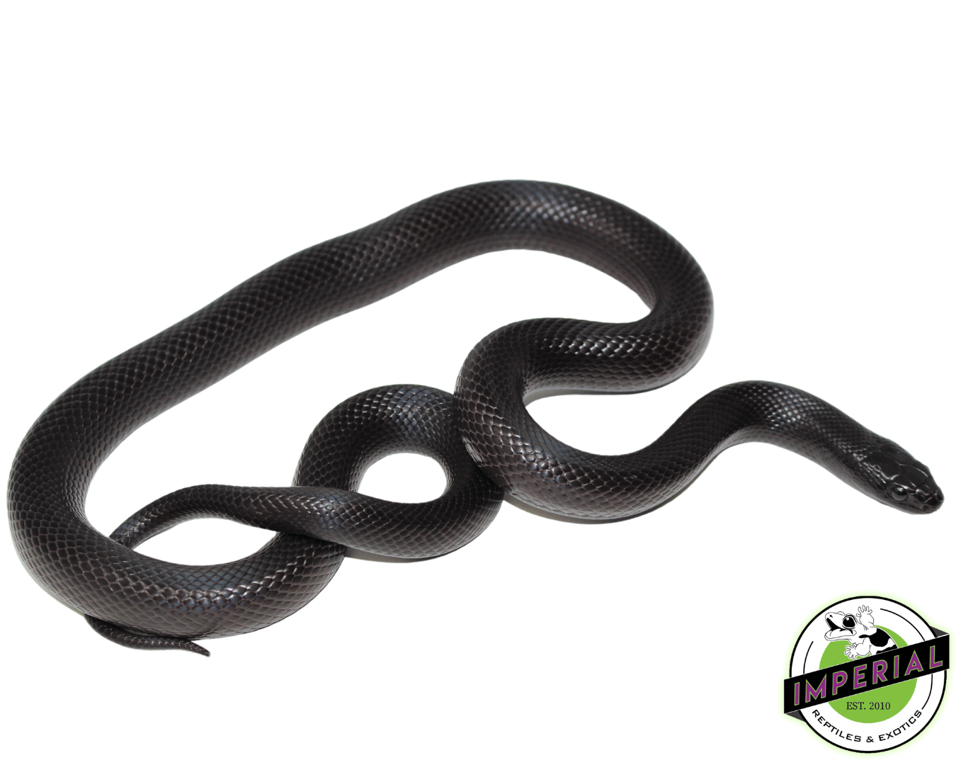 Mexican Black Kingsnake Young Adult