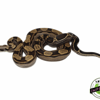 Motley Colombian Boa