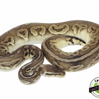 Pewter Adult Ball Python
