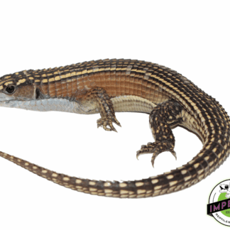 Juvenile Giant Plated Lizard