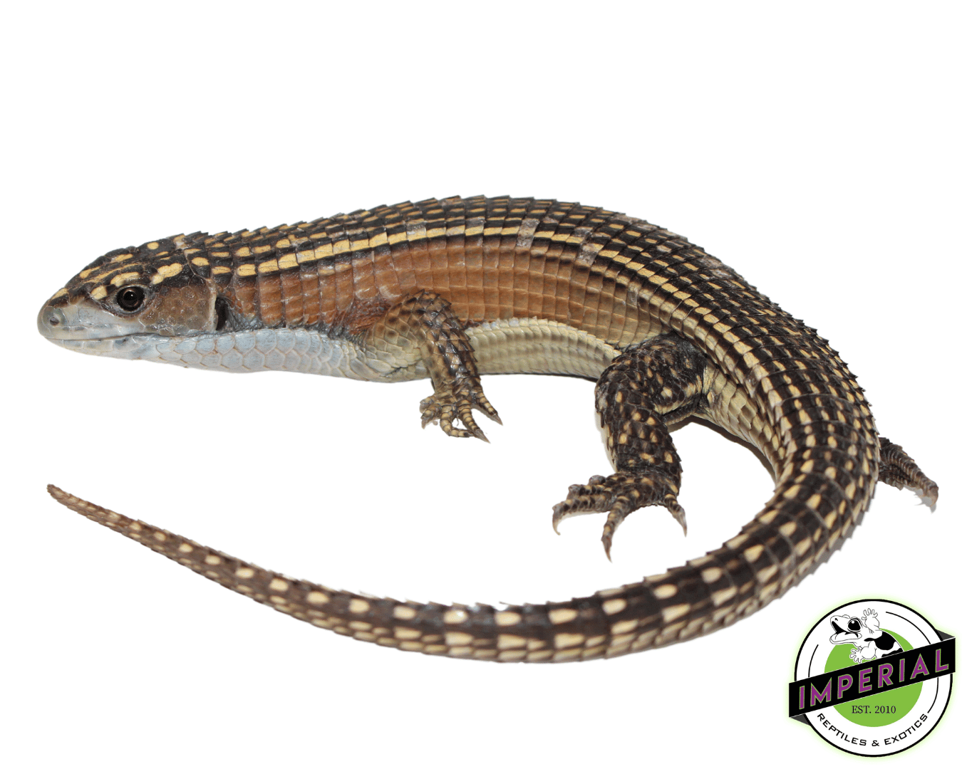 Juvenile Giant Plated Lizard
