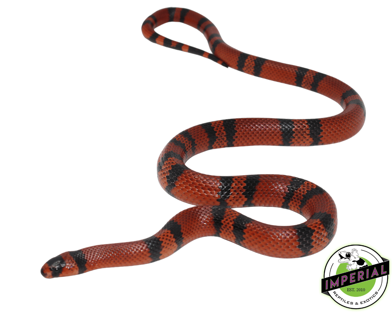 Tangerine Honduran Milksnake Young Adult - Image 2
