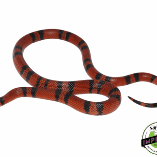 Tangerine Honduran Milksnake Young Adult