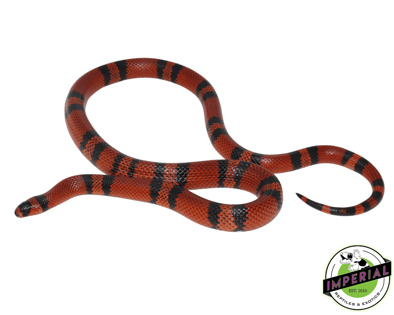 Tangerine Honduran Milksnake Young Adult