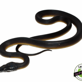 D'Alberts White Lipped Python