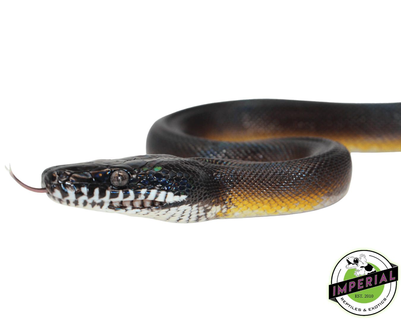 D'Alberts White Lipped Python - Image 2
