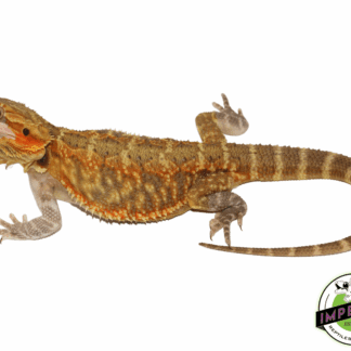 Yellow Translucent Bearded Dragon Young Adult