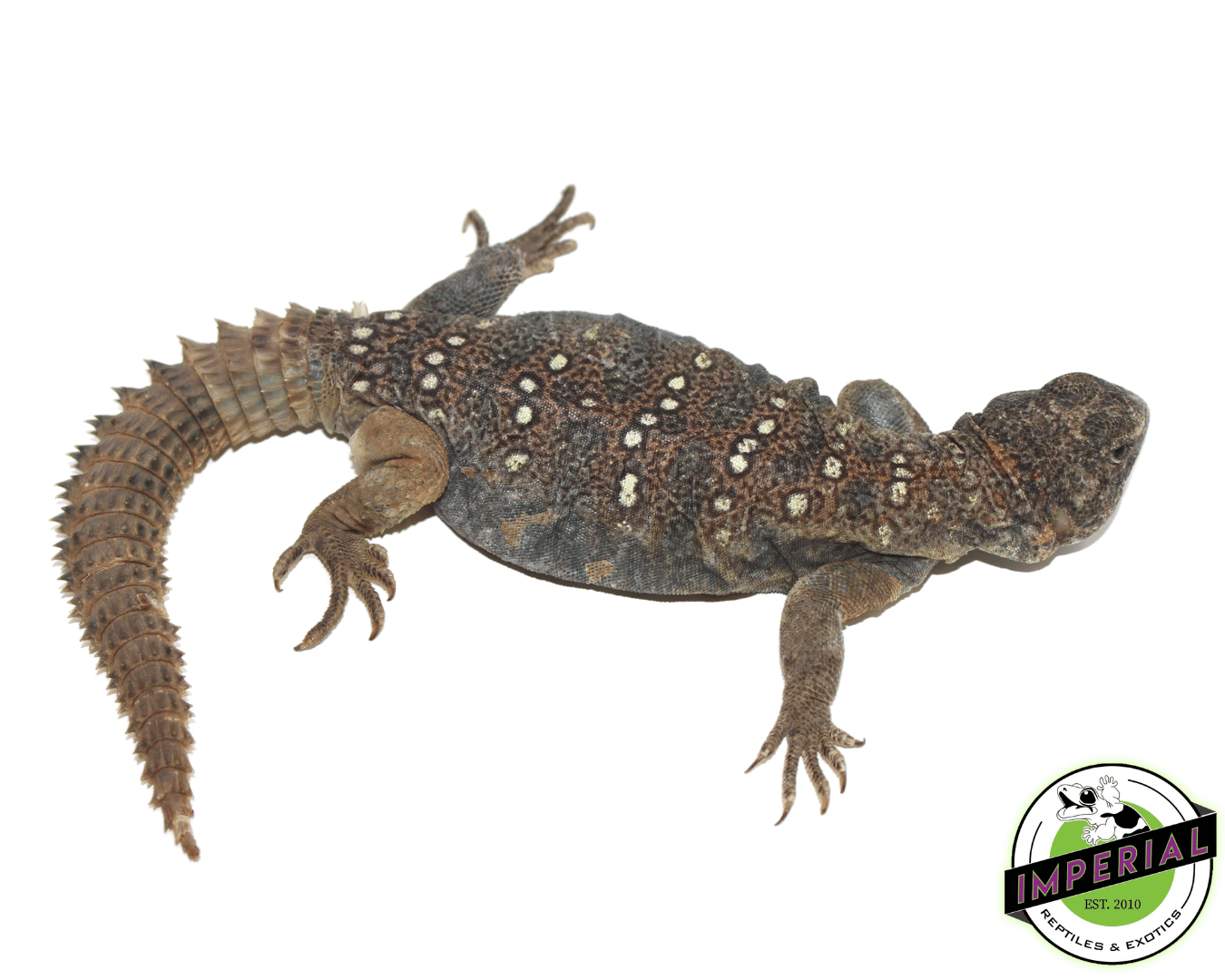Sudanese Uromastyx - Image 3