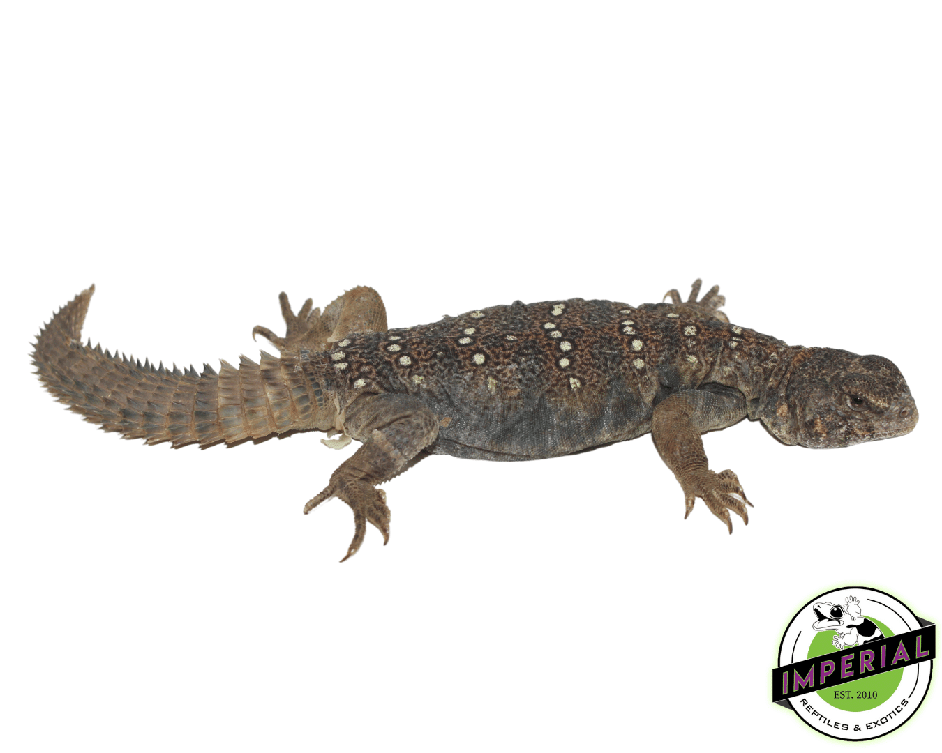 Sudanese Uromastyx - Image 2