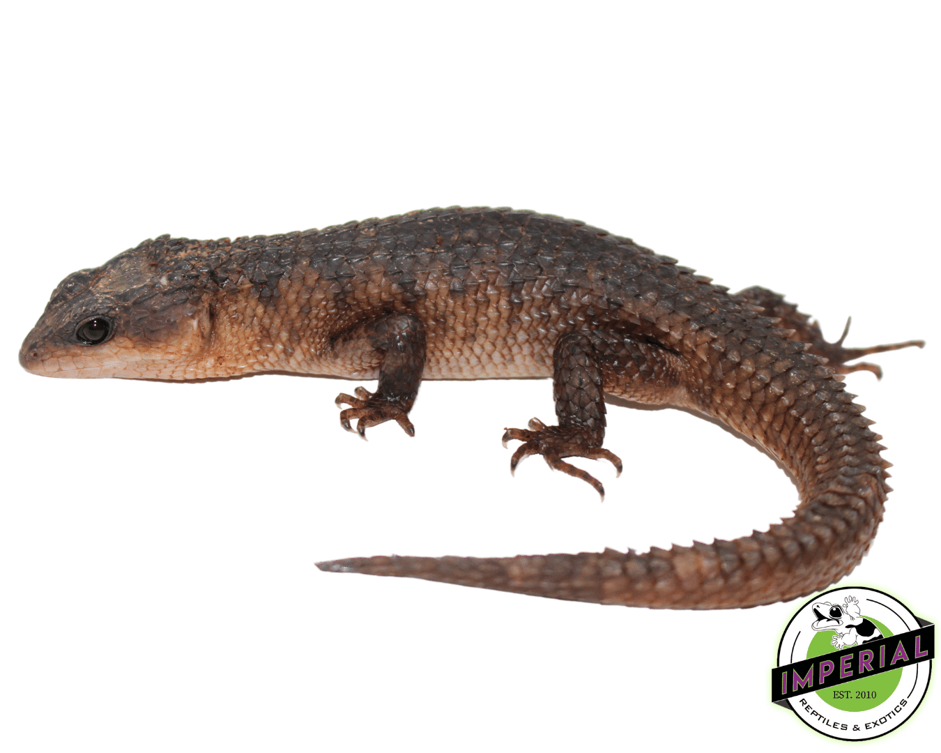 Sulawesi Water Skink - Image 2