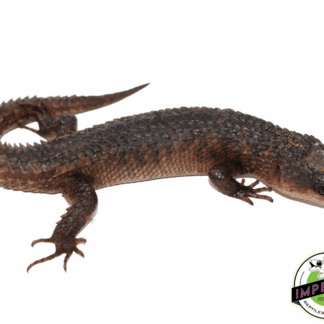 Sulawesi Water Skink