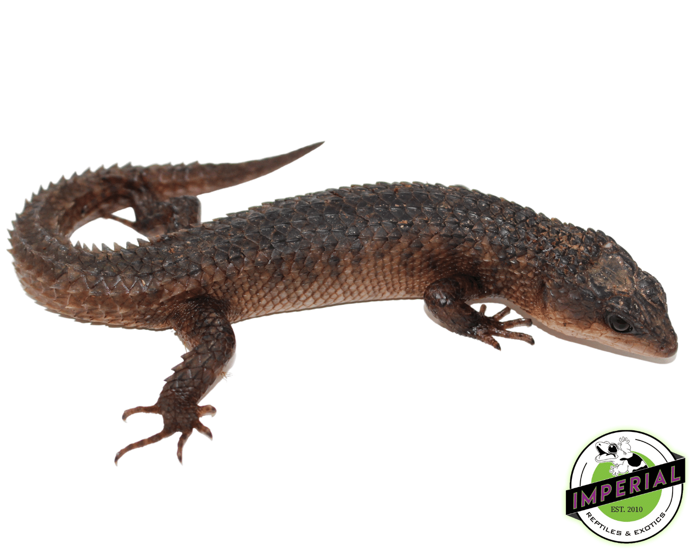 Sulawesi Water Skink