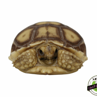 Sulcata Tortoise Baby
