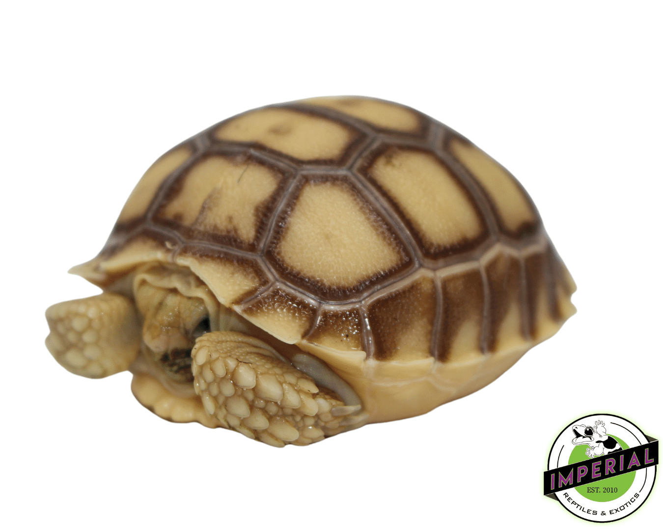 Sulcata Tortoise Baby - Image 2