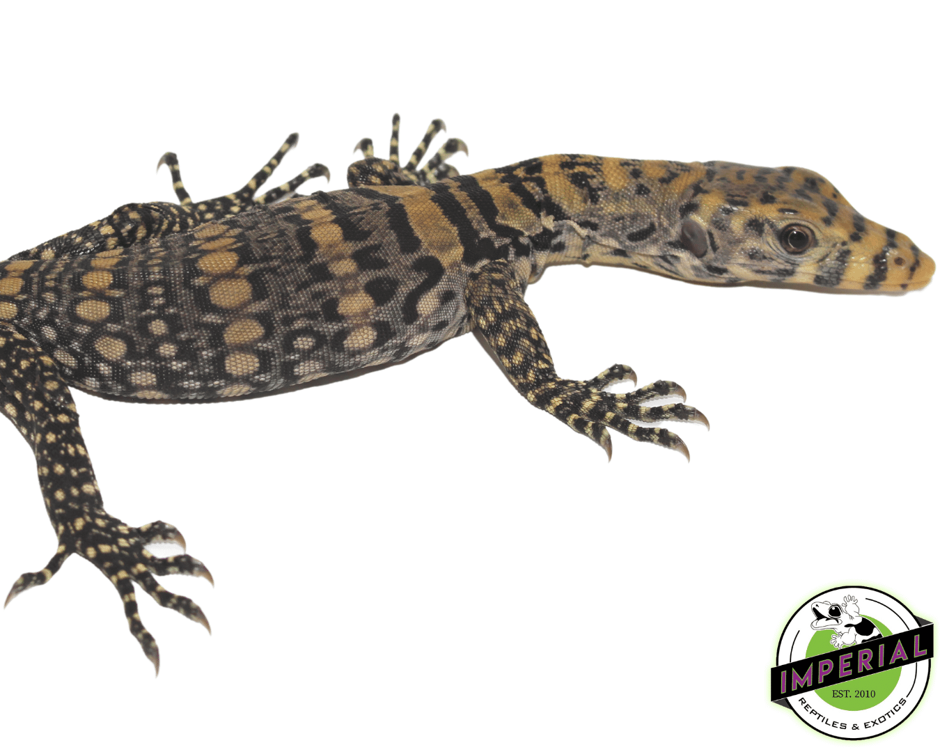 Sulfur Water Monitor - Image 2