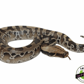 Sumatran Short Tail Python (Black Blood) Baby