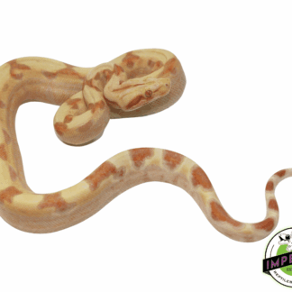 Sunglow Colombian Boa Baby