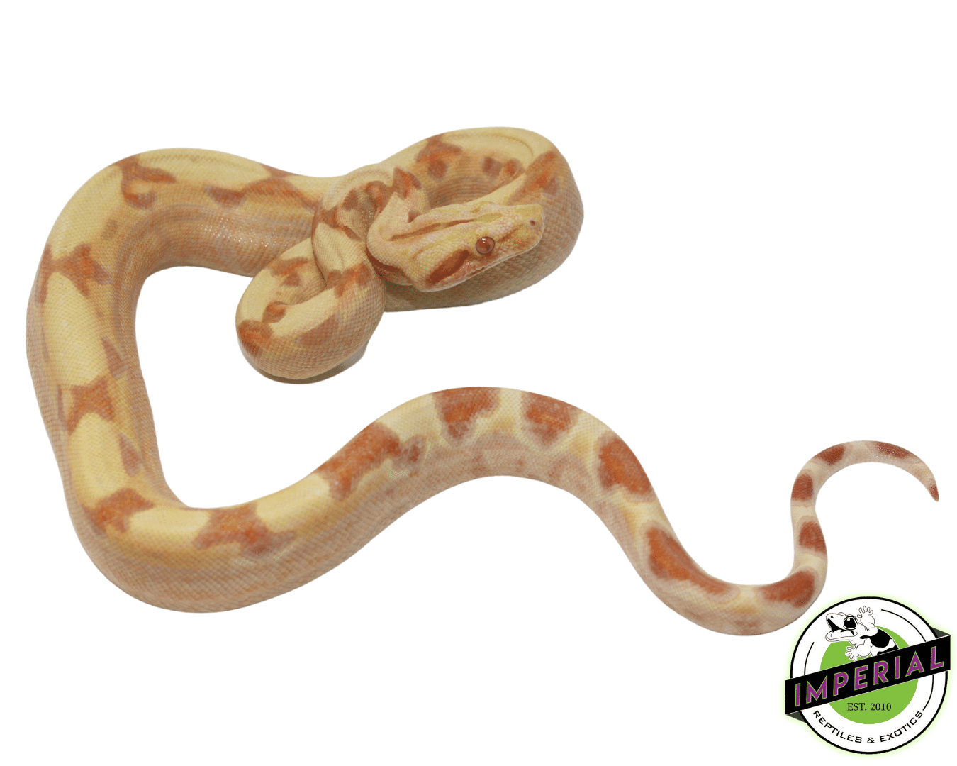 Sunglow Colombian Boa Baby